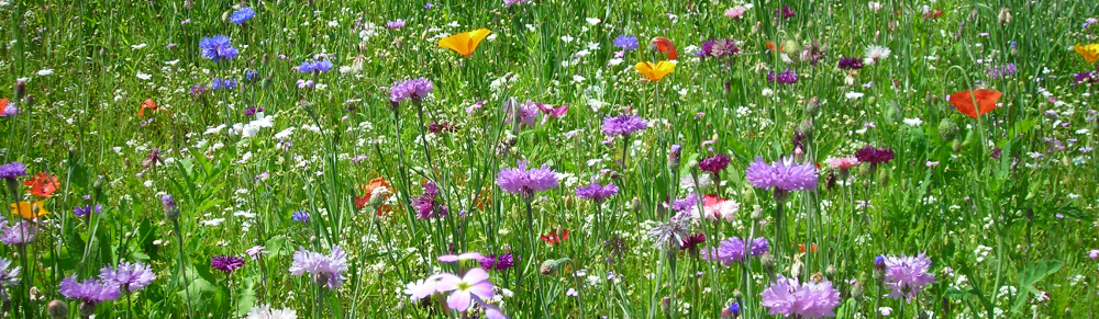 Floragest